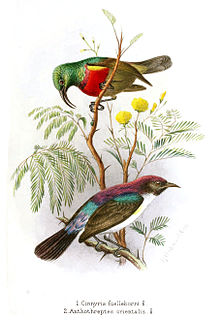 Forest double-collared sunbird Species of bird