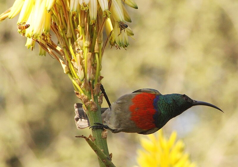 File:Cinnyris afer -Johannesburg, South Africa -male-8.jpg