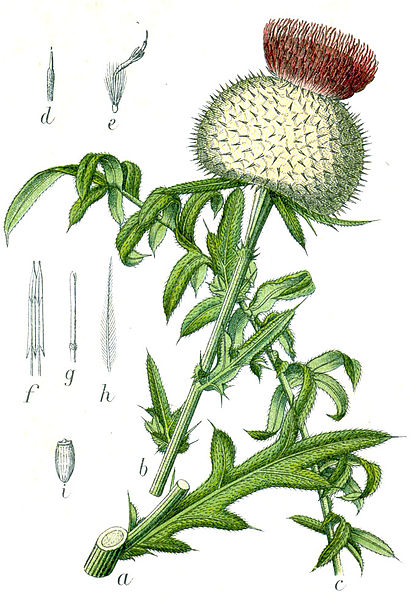 File:Cirsium eriophorum Sturm2.jpg