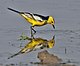 Citrine Wagtail (Motacilla citreola)- Breeding Male of calcarata race at Bharatpur I IMG 5752.jpg