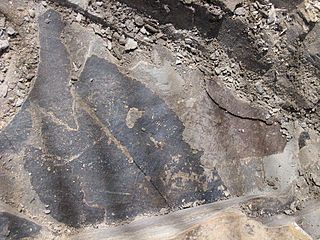 <span class="mw-page-title-main">Clarkia fossil beds</span> Miocene Latah Formation lagerstätte near Clarkia, Idaho