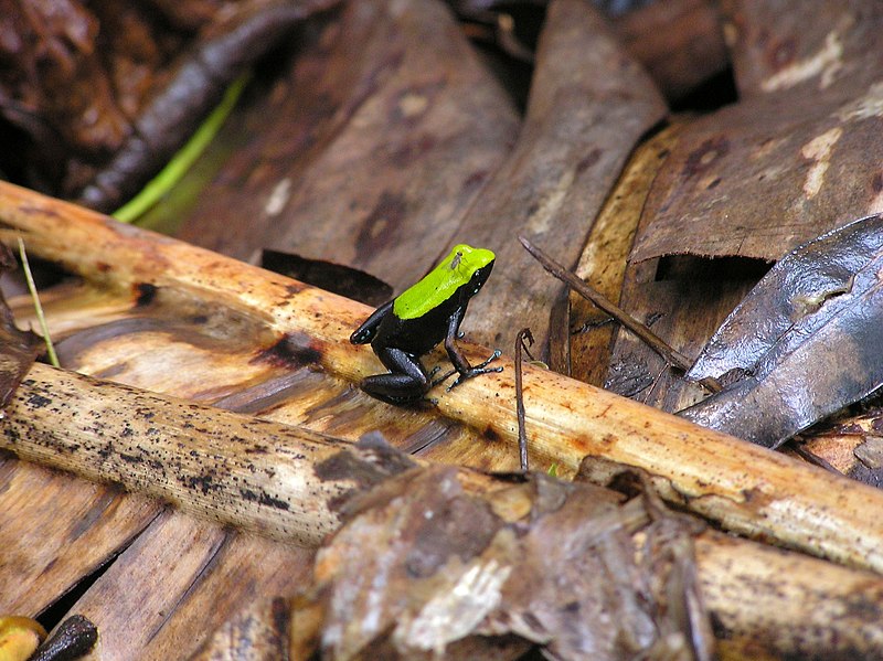 File:Climbing Mantella (Mantella laevigata) (7112676469).jpg