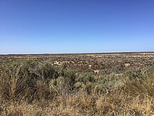 Saltbush flats in Clinton Conservation Park