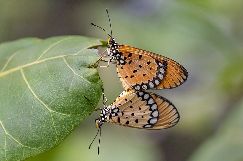 File:Close Wing Mating of Acraea terpsicore (Linnaeus, 1758) - Tawny Coster WLB 21.jpg