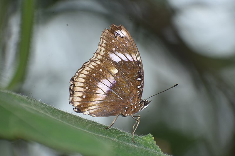 File:Closewing position of Hypolimnas bolina (Linnaeus, 1758) – Great Eggfly.jpg