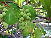 Coccoloba uvifera Nho biển