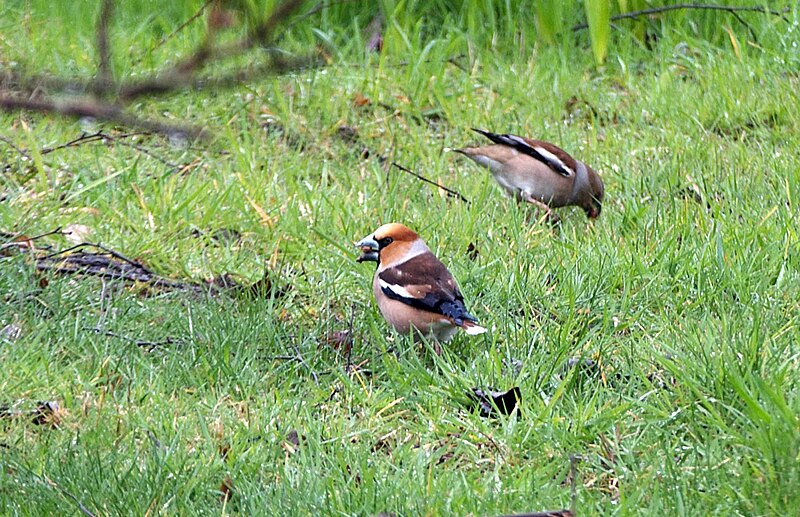 File:Coccothraustes coccothraustes à Melesse.jpg