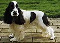 Cocker Spaniel