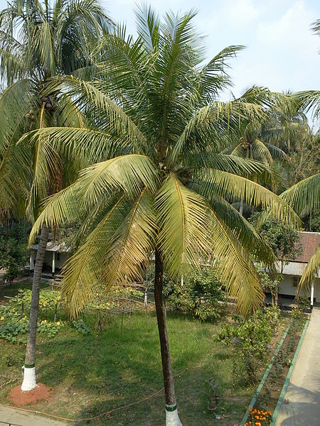 File:Coconut Tree 1.jpg