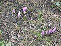 Colchicum bulbocodium