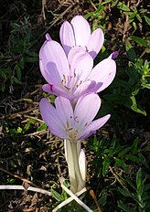 <center>Colchicum lusitanum</center>