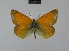 Colias leechi