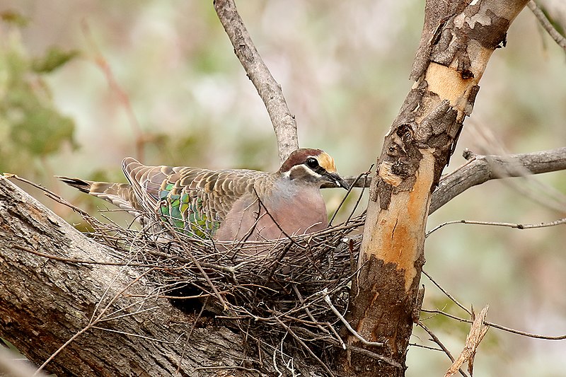 File:Common Bronzewing (Phaps chalcoptera).jpg