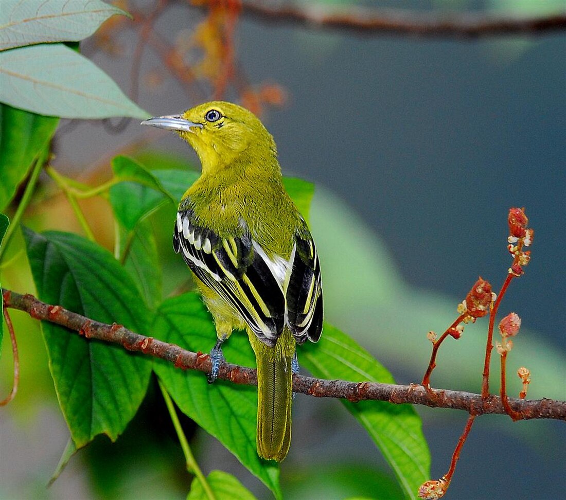 Common iora