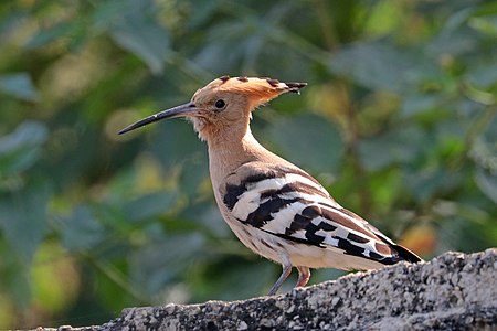 Common hoopoe (Upupa epops epops)