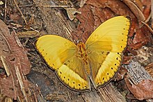 Common yellow gilder (Cymothoe egesta egesta) male.jpg