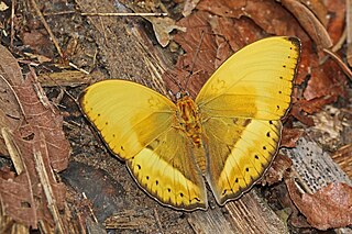 <i>Cymothoe egesta</i> Species of butterfly