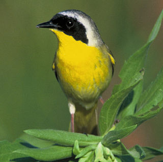 <span class="mw-page-title-main">Yellowthroat</span> Genus of birds