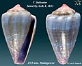 Conus balteatus 2.jpg