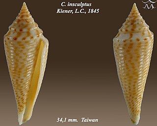 <i>Conasprella insculpta</i> Species of gastropod