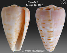 Conus medoci 2.jpg