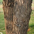 Cordia dichotoma trunk in Hyderabad, India.