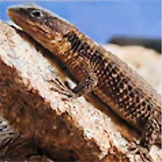 <span class="mw-page-title-main">Angolan girdled lizard</span> Species of lizard