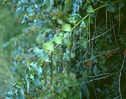 Pelžiedinė glėbstis (Coriaria ruscifolia)