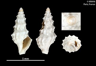 <i>Corinnaeturris angularis</i> Species of gastropod