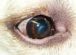 Thumbnail for Corneal dystrophies in dogs