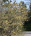 Cornus m3.jpg