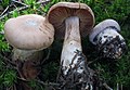 !Cortinarius malachius!