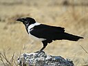 Corvus albus -Etosha National Park, Namibia-8.jpg