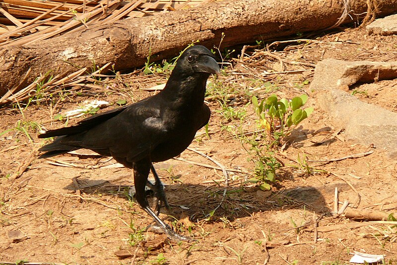 File:Corvus culminatus Kerala.jpg