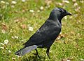 Western Jackdaw (Corvus monedula) on grass