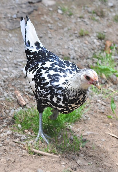 File:Cory's chickens 02 - Silver Spangled Hamburg pullet (28667986362) (2).jpg