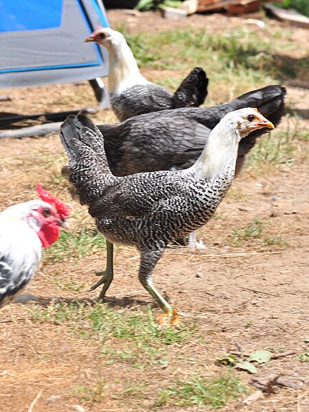 File:Cory's chickens 24 - Silver Spangled Hamburg rooster (at left) and Egyptian Fayoumi pullet (28695645031).jpg