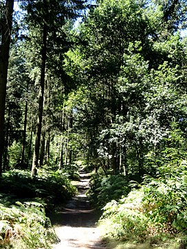 Coyolles (60), laie de la Croix Blanche en forêt de Retz 2.jpg