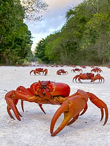 Crab migration extra - chris bray-1.jpg