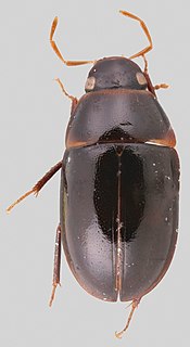 <i>Crephelochares</i> Genus of beetles