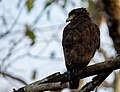 Crested serpent eagle (30920563994).jpg