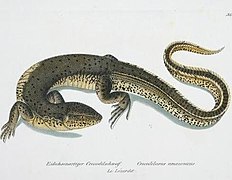 Crocodilurus amazonicus