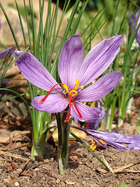 File:Crocus sativus Y03.jpg