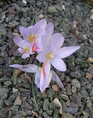 <i>Crocus tournefortii</i> Species of flowering plant