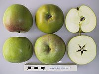 Cross section of Grantonian, National Fruit Collection (acc. 2000-041) .jpg