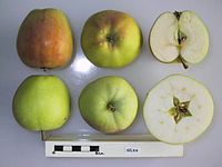 Cross section of Silva, National Fruit Collection (acc. 1978-389) .jpg