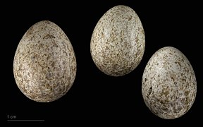 Cuculus canorus eggs (common cuckoo) egg in a clutch of Sardinian warbler