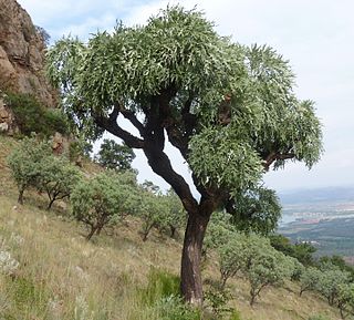 <i>Cussonia paniculata</i> Species of tree