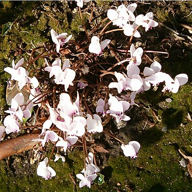 Cyclamen hederifolium Flowers BotGardBln0906b.jpg