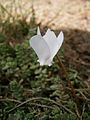 Cyclamen hederifolium 'Album' flower